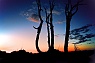 Ragged Ridge Snags at Sunset #2